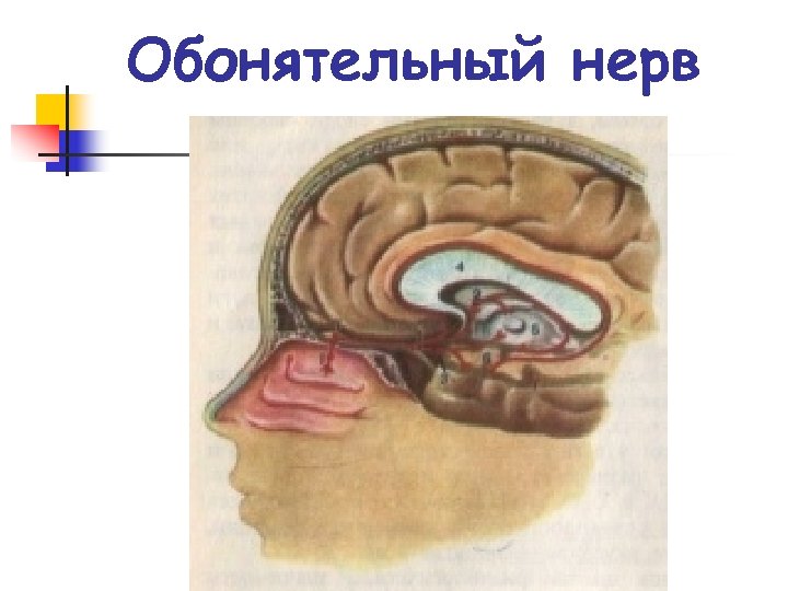 Обонятельный нерв 