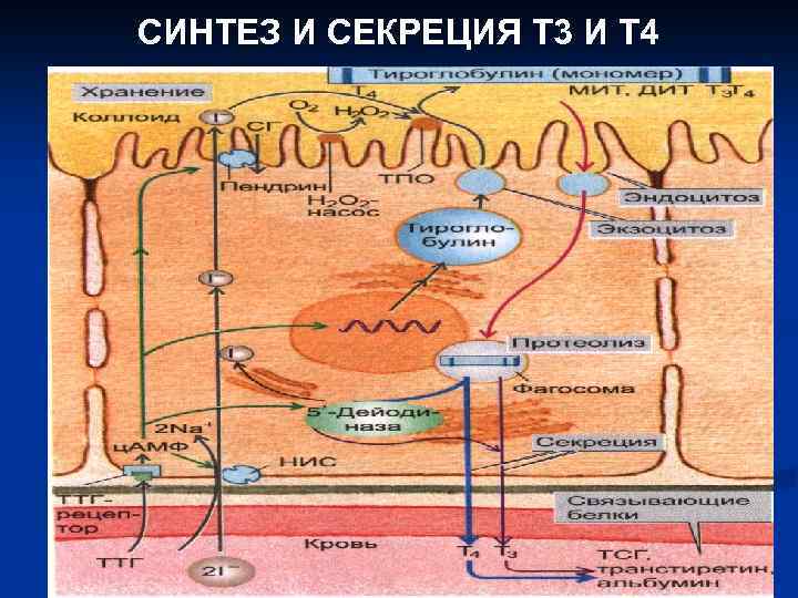 СИНТЕЗ И СЕКРЕЦИЯ Т 3 И Т 4 