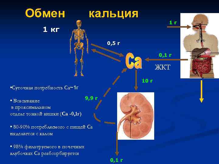 Обмен кальция 1 г 1 кг 0, 5 г 0, 1 г ЖКТ 10