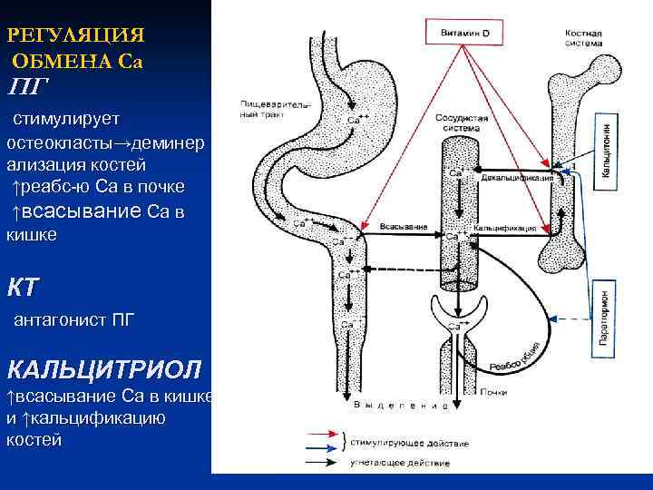 РЕГУЛЯЦИЯ ОБМЕНА Са ПГ стимулирует остеокласты→деминер ализация костей ↑реабс-ю Са в почке ↑всасывание Са