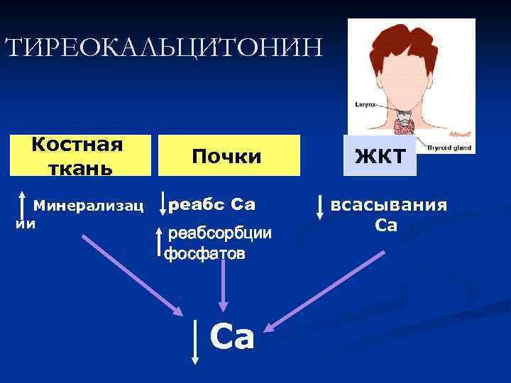 ТИРЕОКАЛЬЦИТОНИН Костная ткань Минерализац ии Почки реабс Са реабсорбции фосфатов Са ЖКТ всасывания Са