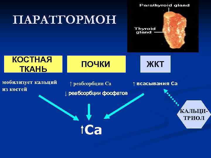 ПАРАТГОРМОН КОСТНАЯ ТКАНЬ мобилизует кальций из костей ПОЧКИ ↑ реабсорбции Са ЖКТ ↑ всасывания