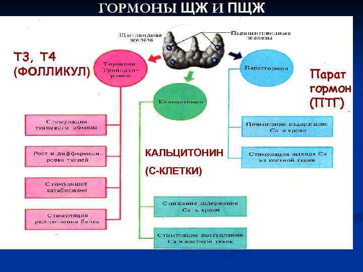 ГОРМОНЫ ЩЖ И ПЩЖ Т 3, Т 4 (ФОЛЛИКУЛ) Парат гормон (ПТГ) КАЛЬЦИТОНИН (С-КЛЕТКИ)