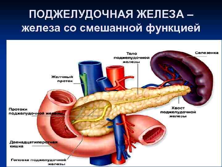 ПОДЖЕЛУДОЧНАЯ ЖЕЛЕЗА – железа со смешанной функцией 