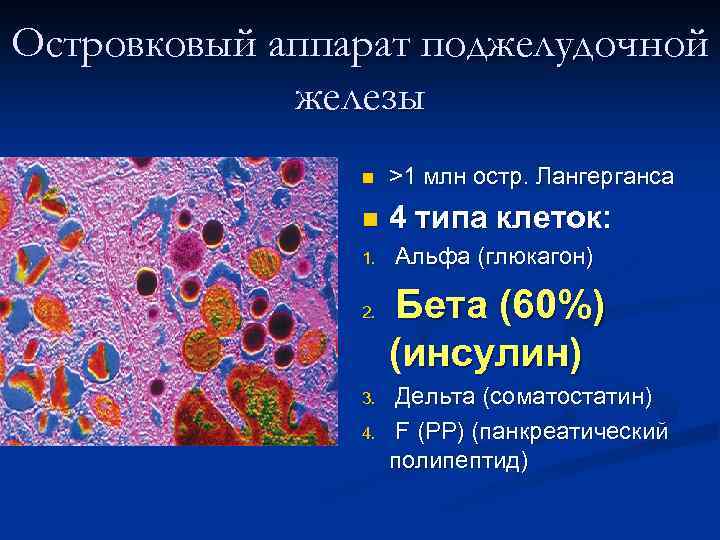 Клетки поджелудочной железы. Бета клетки поджелудочной железы вырабатывают. Альфа бета Дельта клетки поджелудочной. Бета клетки островкового аппарата. Инсулярные клетки поджелудочной железы.