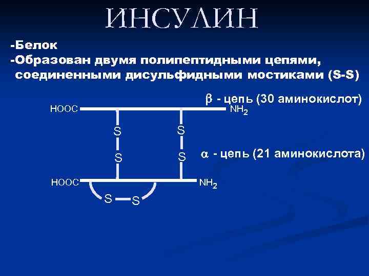 ИНСУЛИН -Белок -Образован двумя полипептидными цепями, соединенными дисульфидными мостиками (S-S) - цепь (30 аминокислот)