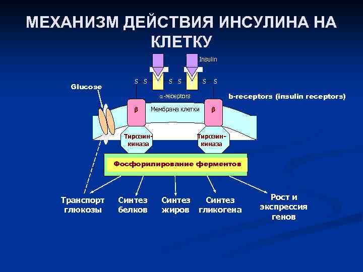 Действующий механизм. Механизм действия инсулина биохимия схема. Рецептор инсулина и механизм действия. Механизм действия гормона инсулина. Инсулин механизм действия биохимия мембранный.