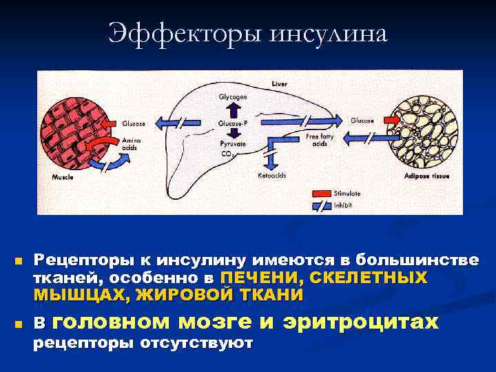 Рецепторы мышечного чувства расположены в. Рецепторы и эффекторы. Рецептор инсулина. Рецепторы эритроцитов.