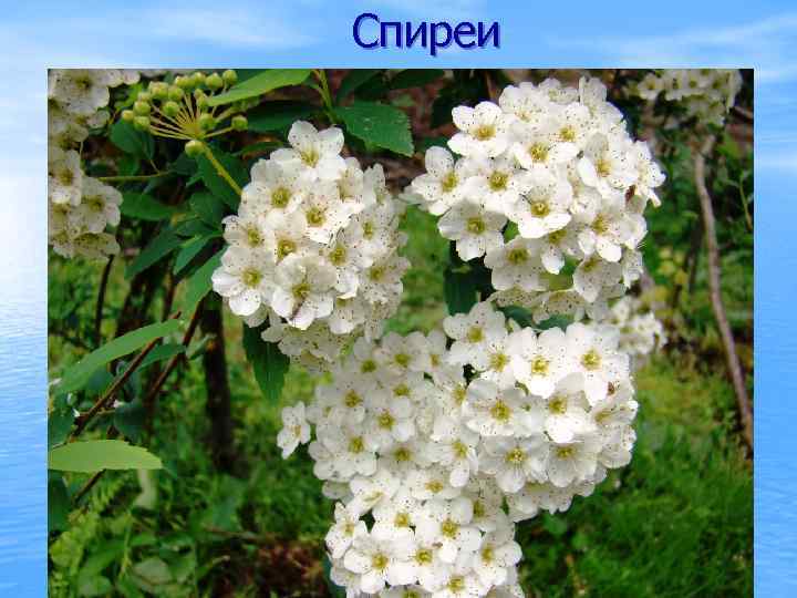 Спиреи 