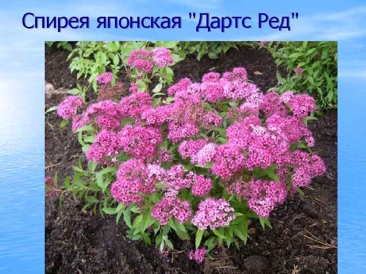 Спирея японская "Дартс Ред" 