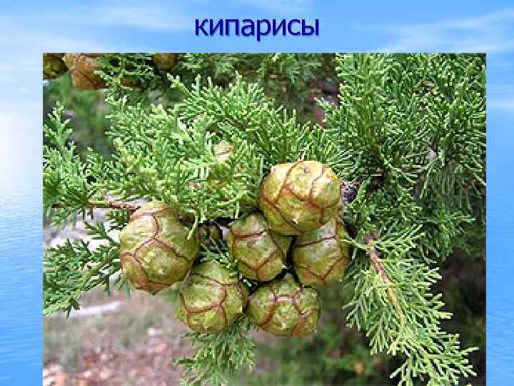 кипарисы 