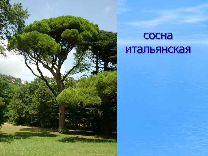 сосна итальянская 