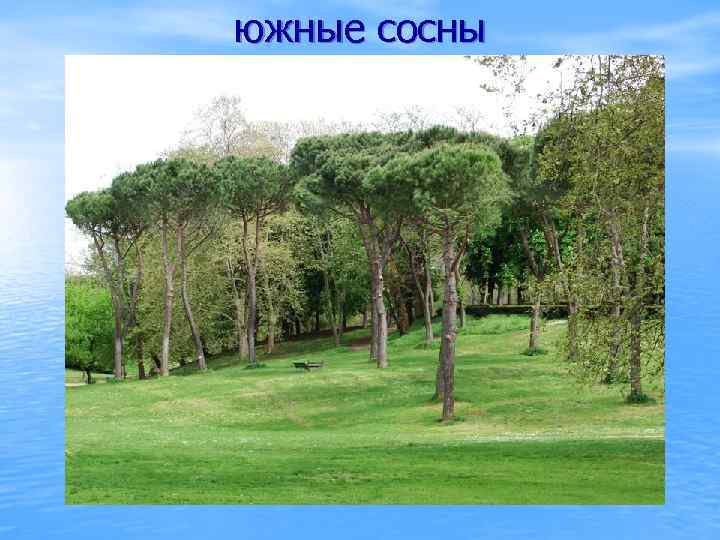 южные сосны 