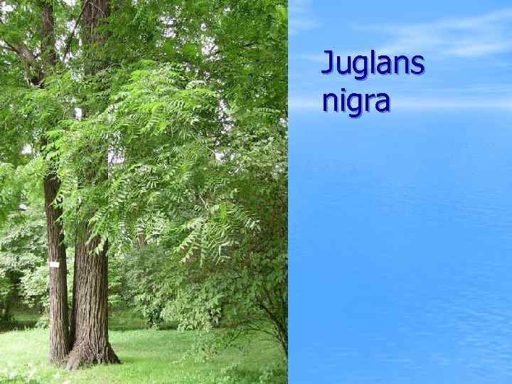 Juglans nigra 