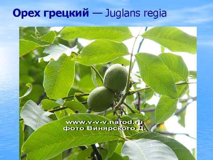 Орех грецкий — Juglans regia 