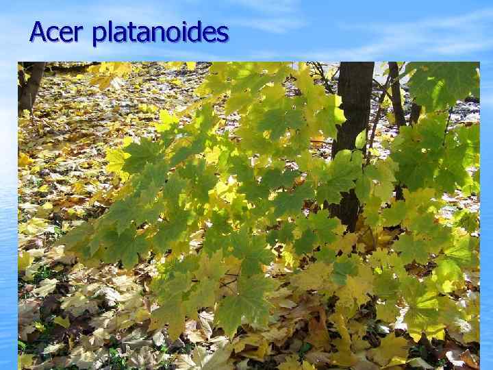 Acer platanoides 