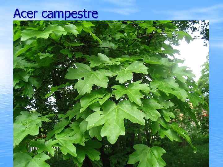 Acer campestre 