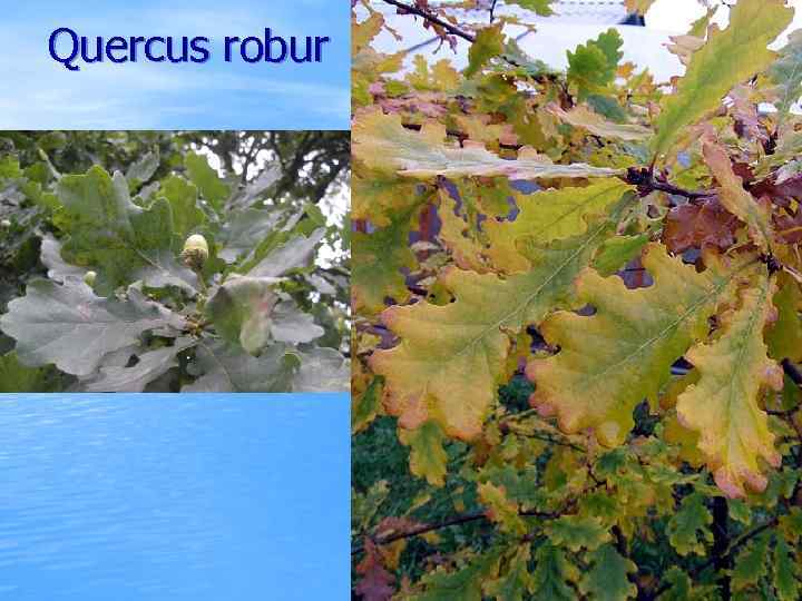 Quercus robur 