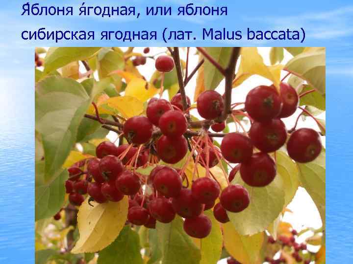 Я блоня я годная, или яблоня сибирская ягодная (лат. Malus baccata) 