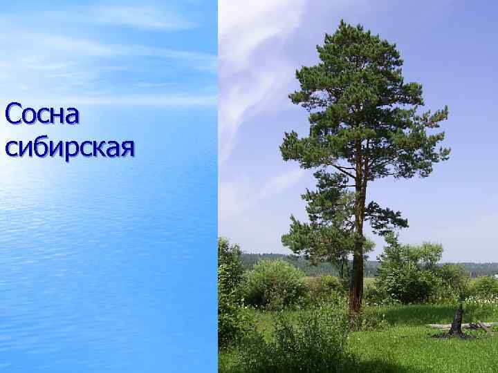 Сосна сибирская 