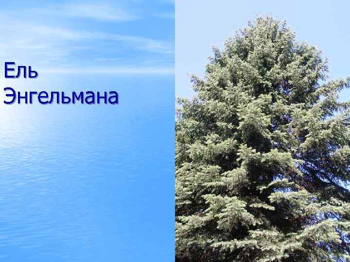 Ель Энгельмана 