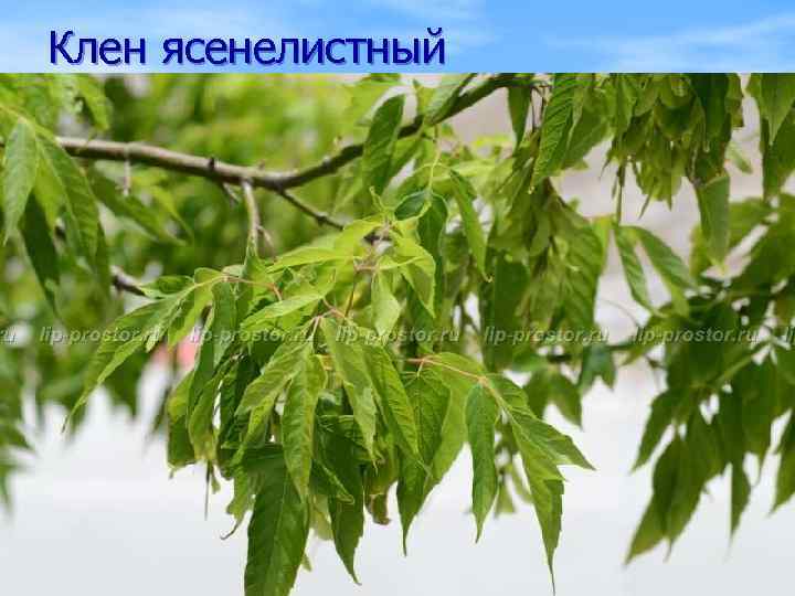 Клен ясенелистный 