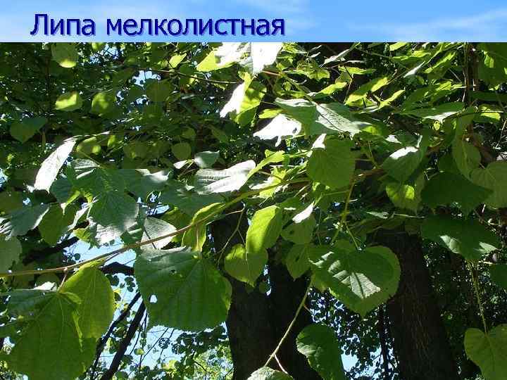 Липа мелколистная 