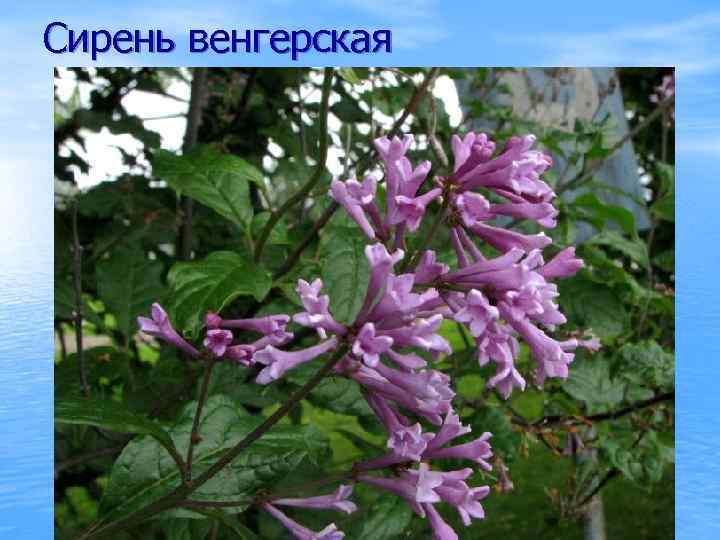 Сирень венгерская 