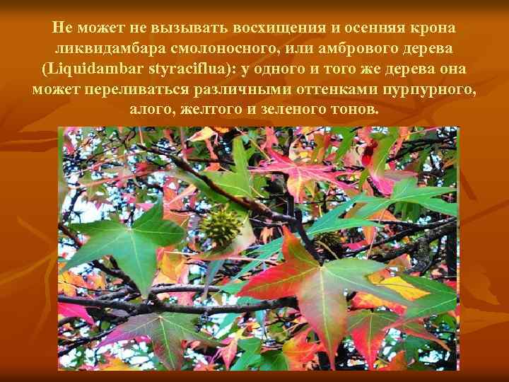 Почему листья окрашиваются. Мутация Окски листьев. «Осенняя окраска листьев». Примеры растений.. Осенние явления в жизни деревьев окрашивание листьев расцвечивание. Изменение окраски листьев в Кроне.