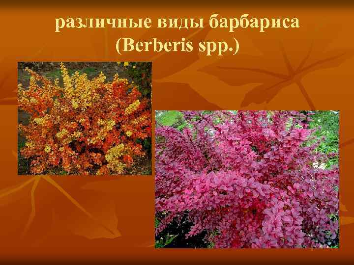 различные виды барбариса (Berberis spp. ) 