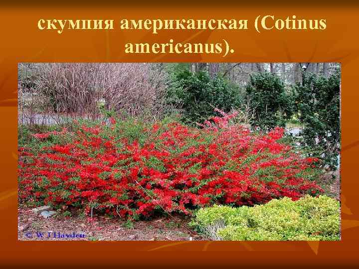 скумпия американская (Cotinus americanus). 
