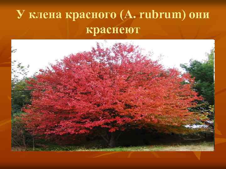 У клена красного (A. rubrum) они краснеют 