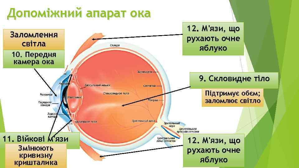 Допоміжний апарат ока Заломлення світла 10. Передня камера ока 12. М'язи, що рухають очне