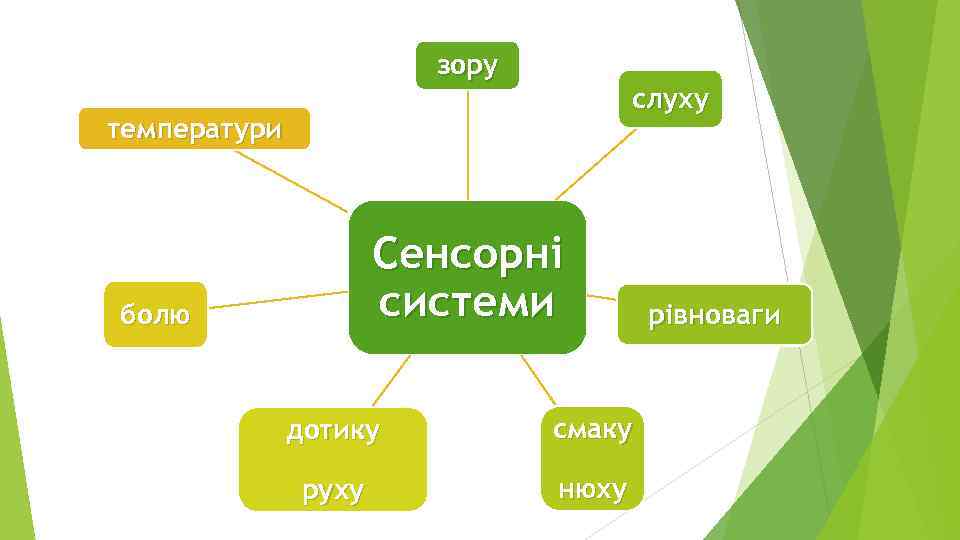 зору слуху температури Сенсорні системи болю дотику смаку руху нюху рівноваги 