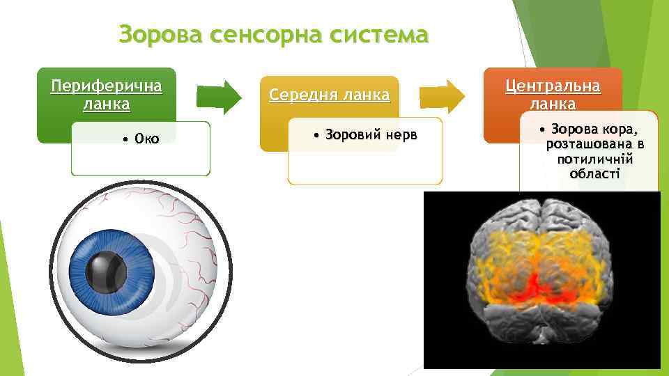 Зорова сенсорна система Периферична ланка • Око Середня ланка • Зоровий нерв Центральна ланка