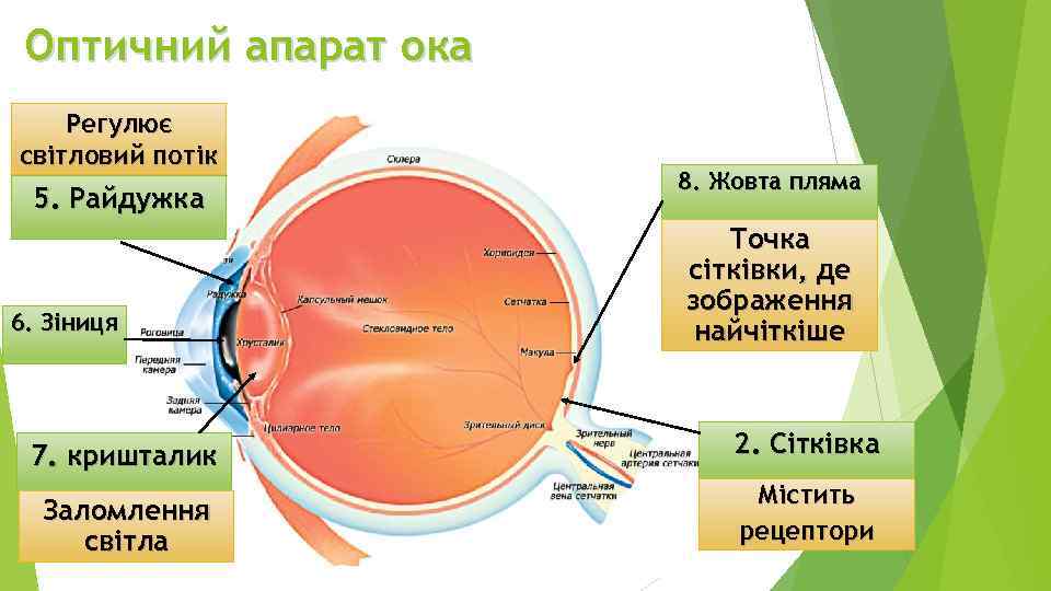 Оптичний апарат ока Регулює світловий потік 5. Райдужка 6. Зіниця 8. Жовта пляма Точка