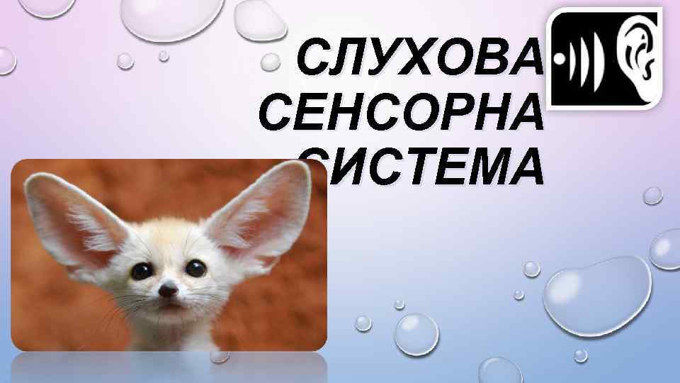 СЛУХОВА СЕНСОРНА СИСТЕМА 