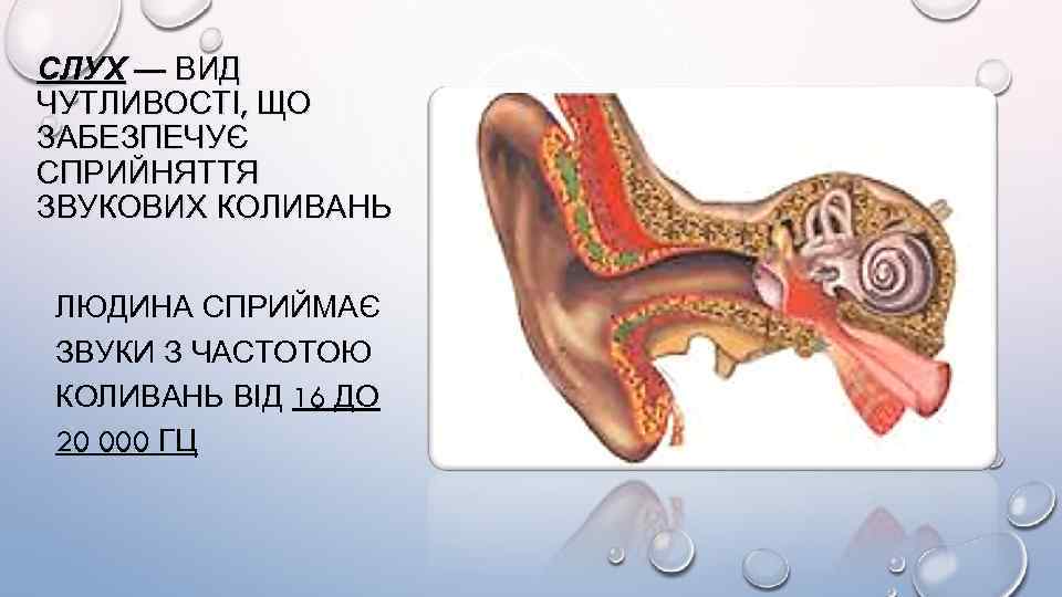 СЛУХ — ВИД ЧУТЛИВОСТІ, ЩО ЗАБЕЗПЕЧУЄ СПРИЙНЯТТЯ ЗВУКОВИХ КОЛИВАНЬ ЛЮДИНА СПРИЙМАЄ ЗВУКИ З ЧАСТОТОЮ
