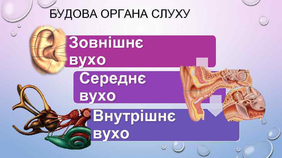 БУДОВА ОРГАНА СЛУХУ Зовнішнє вухо Середнє вухо Внутрішнє вухо 