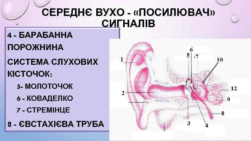 СЕРЕДНЄ ВУХО - «ПОСИЛЮВАЧ» СИГНАЛІВ 4 - БАРАБАННА ПОРОЖНИНА СИСТЕМА СЛУХОВИХ КІСТОЧОК: 5 -