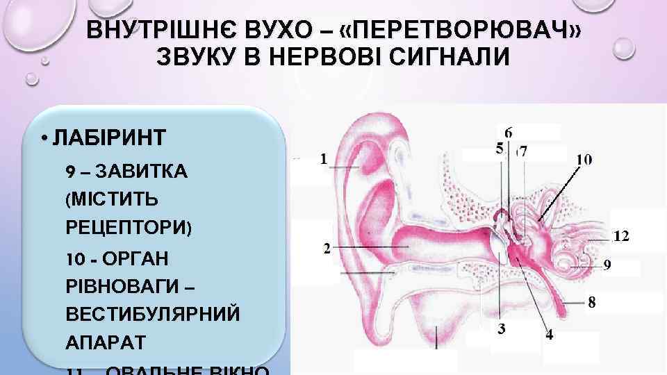 ВНУТРІШНЄ ВУХО – «ПЕРЕТВОРЮВАЧ» ЗВУКУ В НЕРВОВІ СИГНАЛИ • ЛАБІРИНТ 9 – ЗАВИТКА (МІСТИТЬ