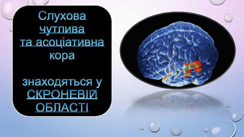 Слухова чутлива та асоціативна кора знаходяться у СКРОНЕВІЙ ОБЛАСТІ 