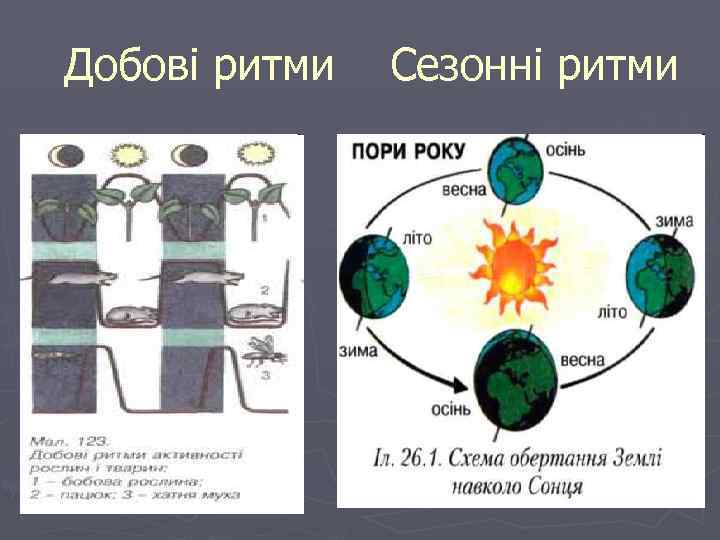 Добові ритми Сезонні ритми 