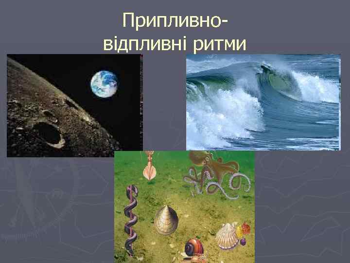 Припливновідпливні ритми 