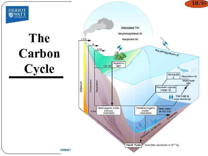 18/85 The Carbon Cycle 