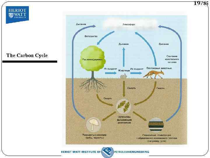 19/85 The Carbon Cycle 