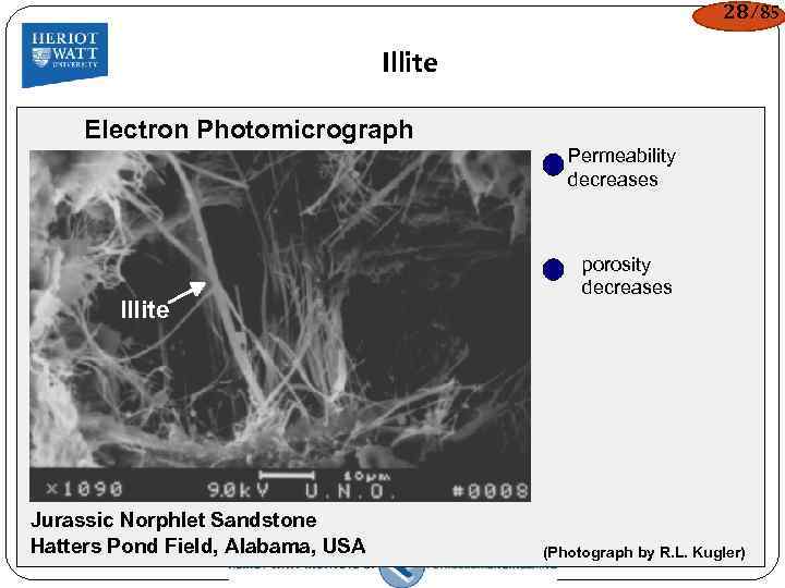 28/85 Illite Electron Photomicrograph Permeability decreases porosity Illite Jurassic Norphlet Sandstone Hatters Pond Field,