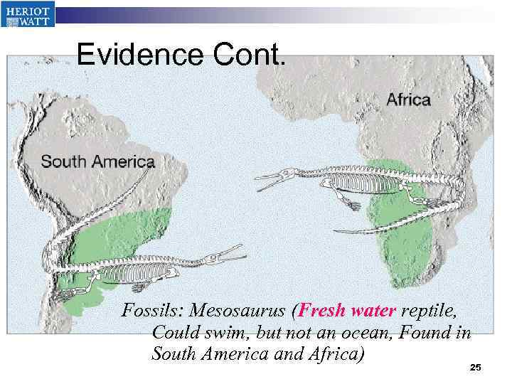 Evidence Cont. Fossils: Mesosaurus (Fresh water reptile, Could swim, but not an ocean, Found