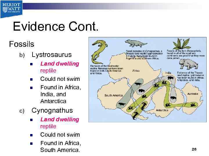 Evidence Cont. Fossils b) Lystrosaurus n n n c) Land dwelling reptile Could not