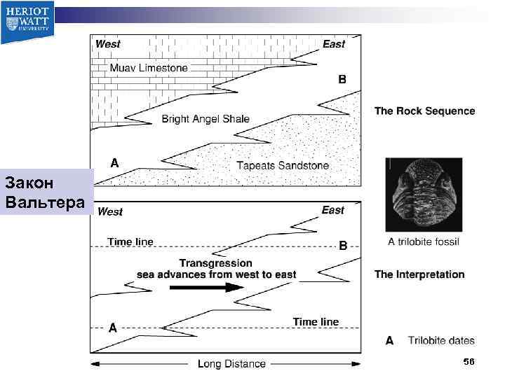 Закон Вальтера 56 